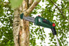 Bosch Universalchainsaw Förlängningsbar Grensåg 18V | toolab.se