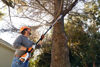 Stihl HTA 50 Kvistsåg SET 25cm (AL101/AK20)